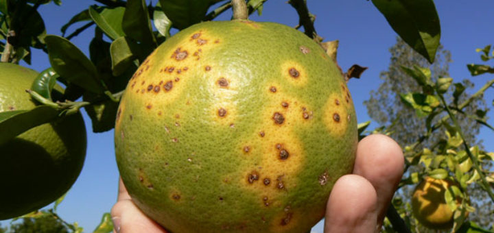 citrus-mancha negra.jpg